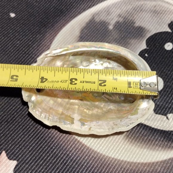 Small Abalone Seashell w/Smudge - Picture 4 of 5